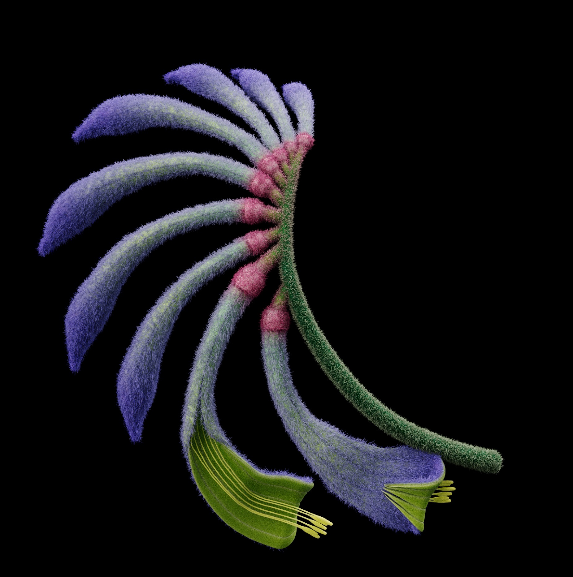 Apple Flora